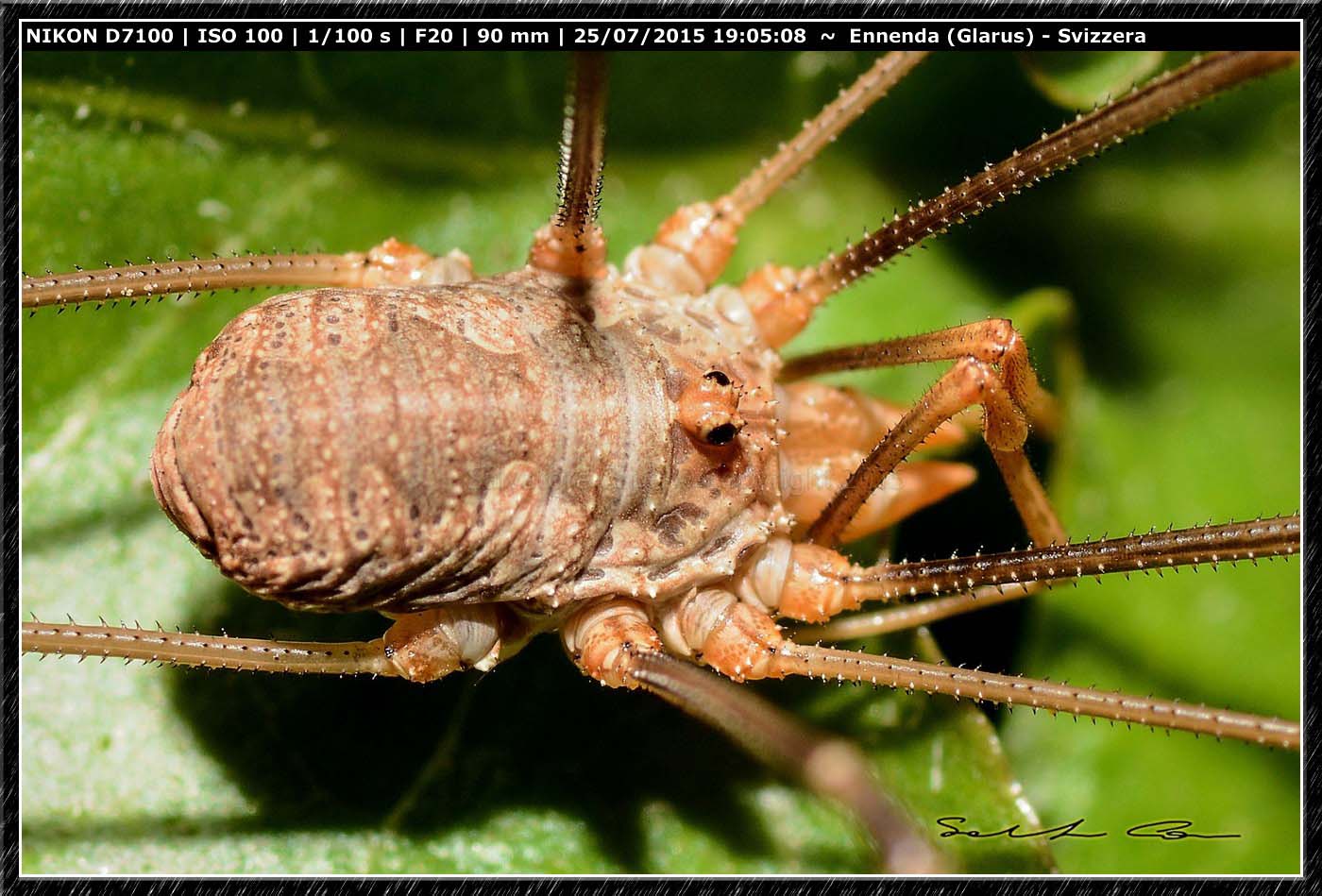 Phalangium opilio  -  Ennenda (Svizzera)